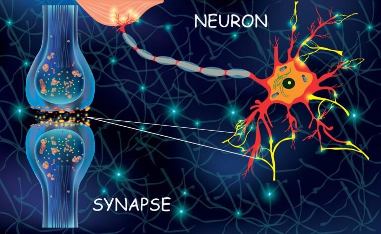 Image of neural connections in the brain